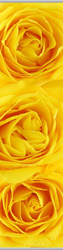 0822 Gelbe Rose