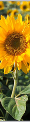 0878 Sonnenblume