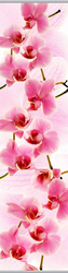 1014 Kompositon Orchidee Asia
