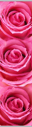 0820 Rosa Rose