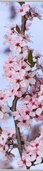 1741 Pflaumenblüte